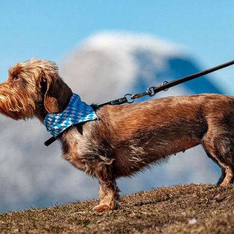 Adjustable leash