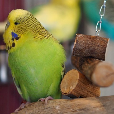 Bird perch and chew toy