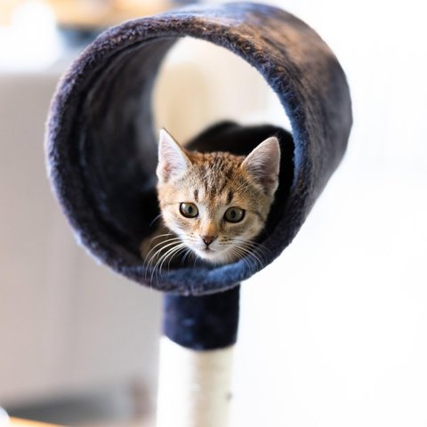 Cat play tunnel
