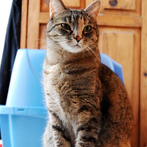 Clumping cat litter