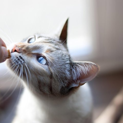 Crunchy salmon cat treats
