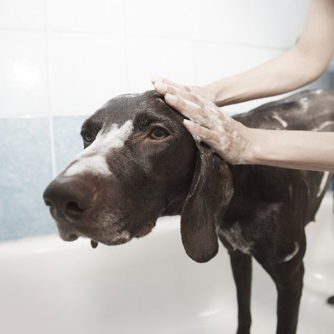 Gentle oat shampoo