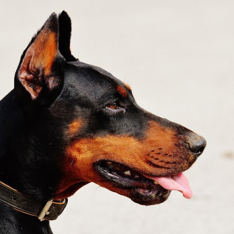 Leather dog collar