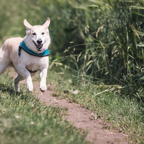 Padded dog harness
