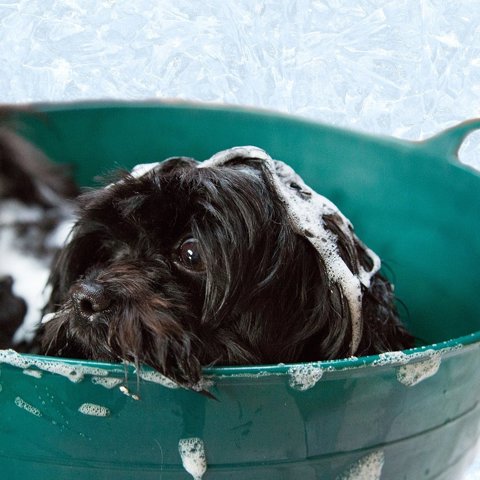 Portable pet bath tub