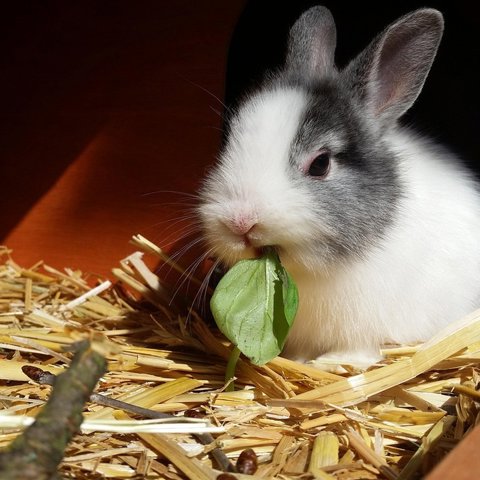 Rabbit timothy hay