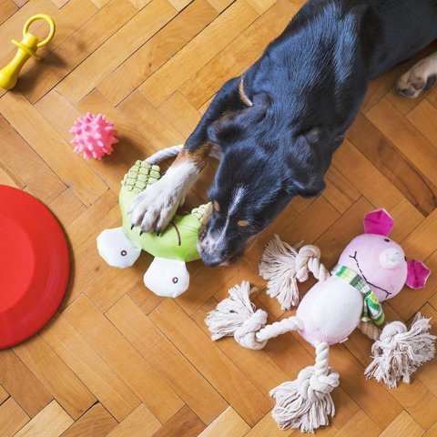 Rope tug toy