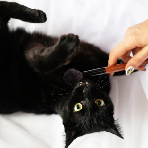 Slicker brush