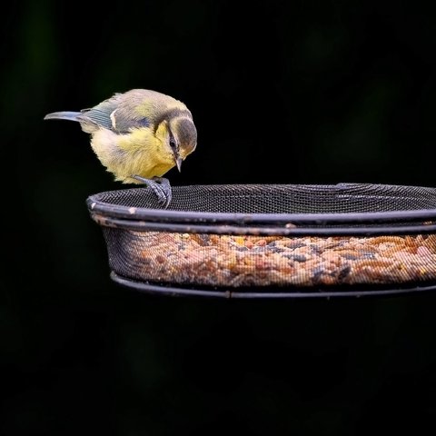 Songbird seed mix