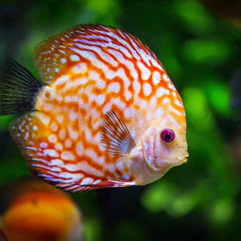 Tropical fish flakes