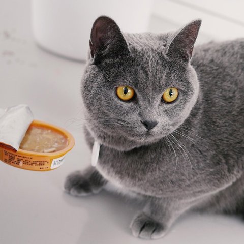 Wet food variety pack
