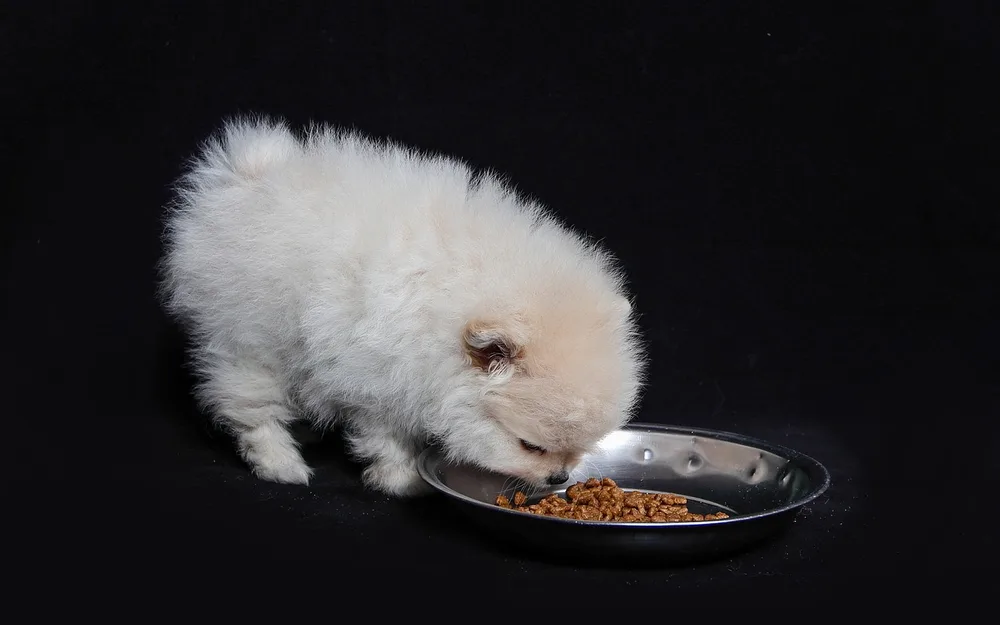 How much should my dog eat?