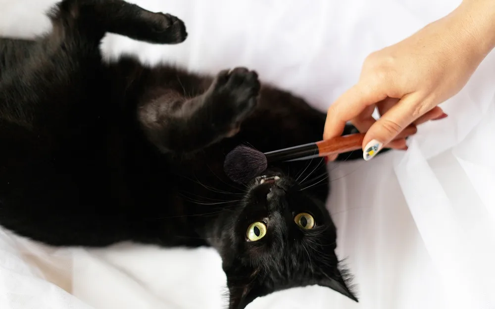 Brushing your cat without a fight