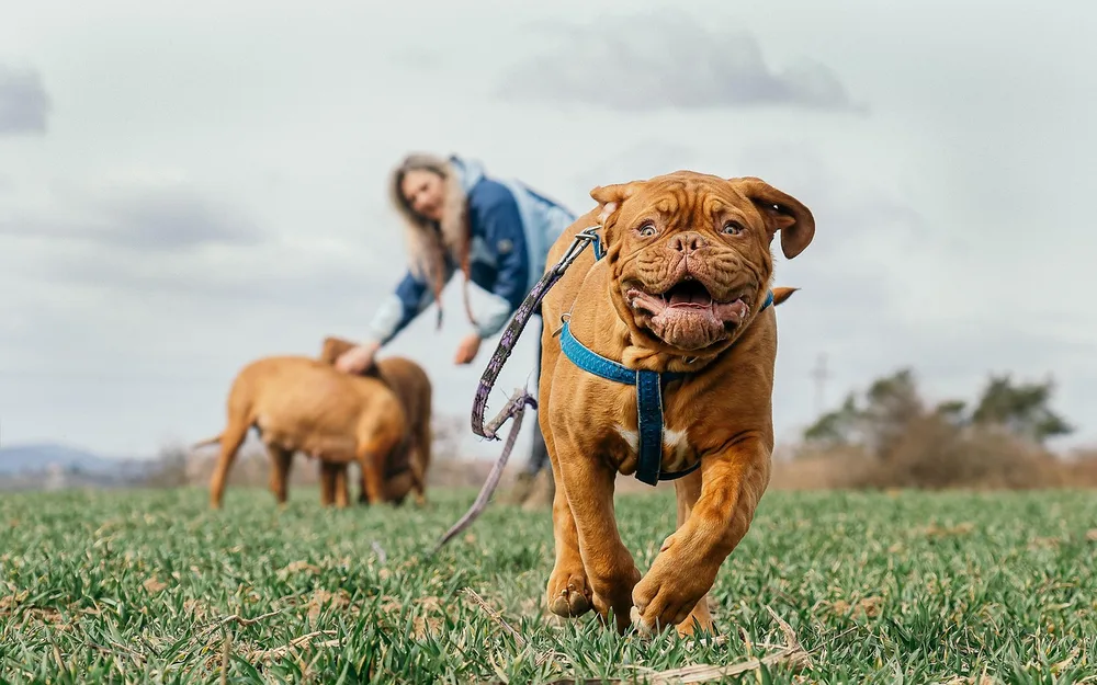 Choosing the right harness