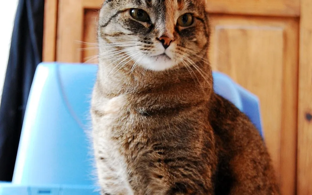Cat litter basics