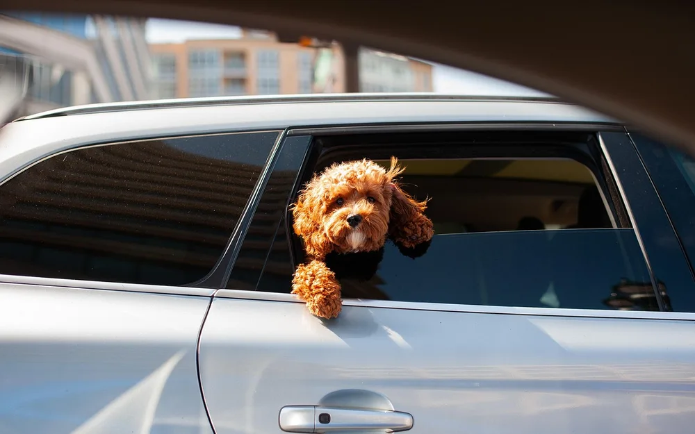 Travelling with your pet